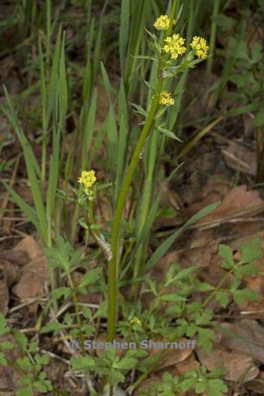 sanicula bipinnata 2 graphic